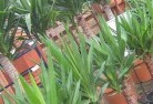 Watsoniaplant-nursery-10.jpg; ?>