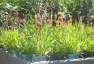 Watsoniaplant-nursery-17.jpg; ?>
