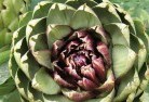 Watsoniaplant-nursery-1.jpg; ?>