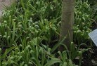 Watsoniaplant-nursery-23.jpg; ?>