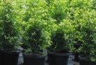 Watsoniaplant-nursery-24.jpg; ?>