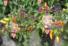 Watsoniaplant-nursery-27.jpg; ?>