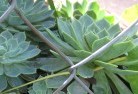 Watsoniaplant-nursery-28.jpg; ?>