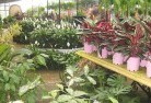 Watsoniaplant-nursery-7.jpg; ?>